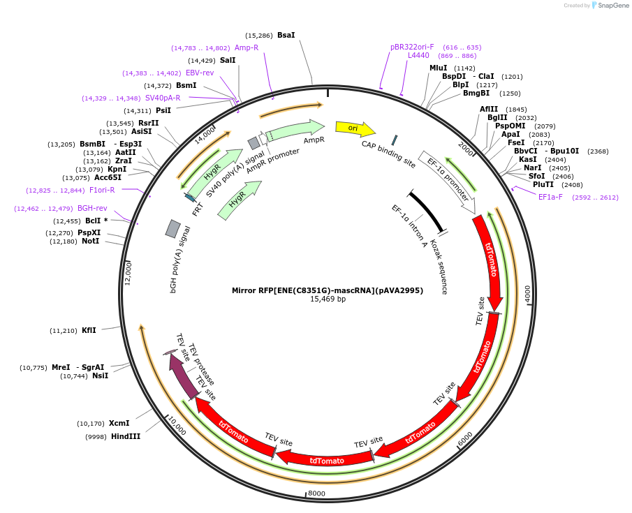 239350-plasmid-map-sequence-id-483551