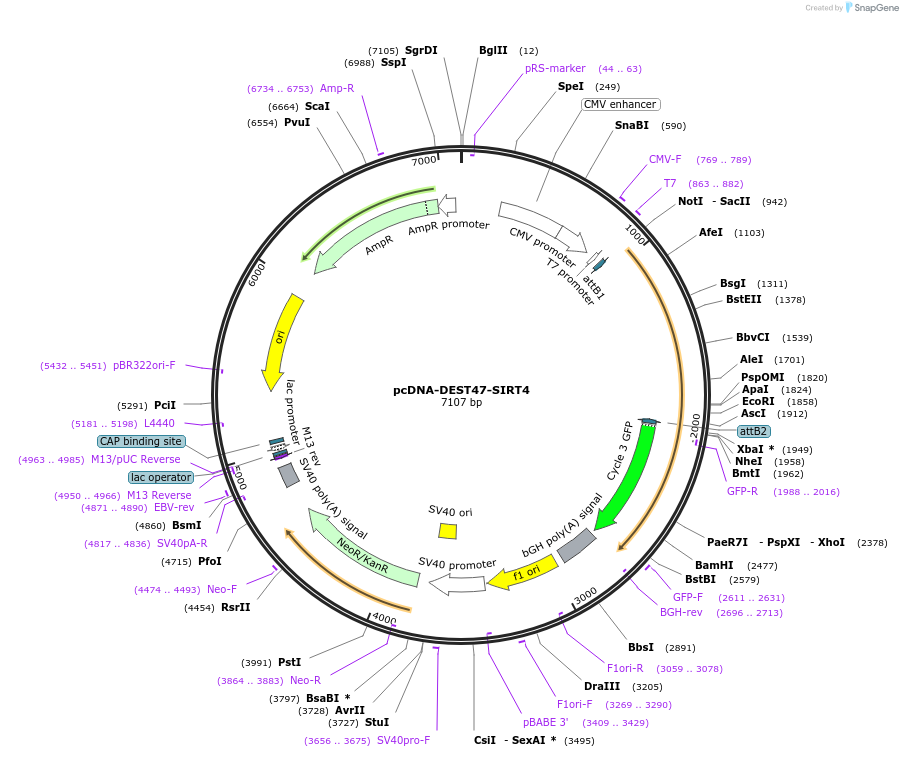 242134-plasmid-map-sequence-id-483552
