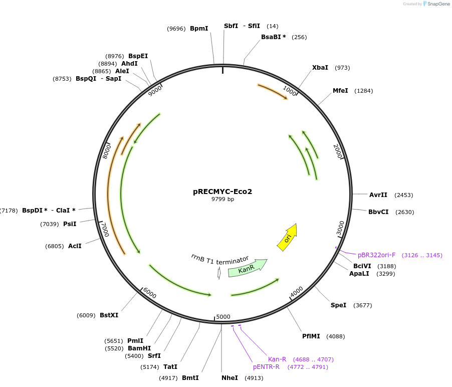 240706-plasmid-map-sequence-id-483558