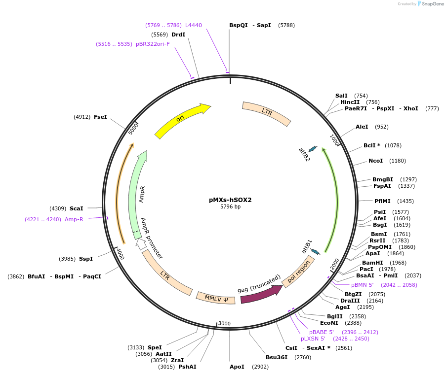 17218-plasmid-map-sequence-id-483569