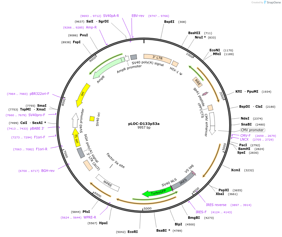 241916-plasmid-map-sequence-id-483615