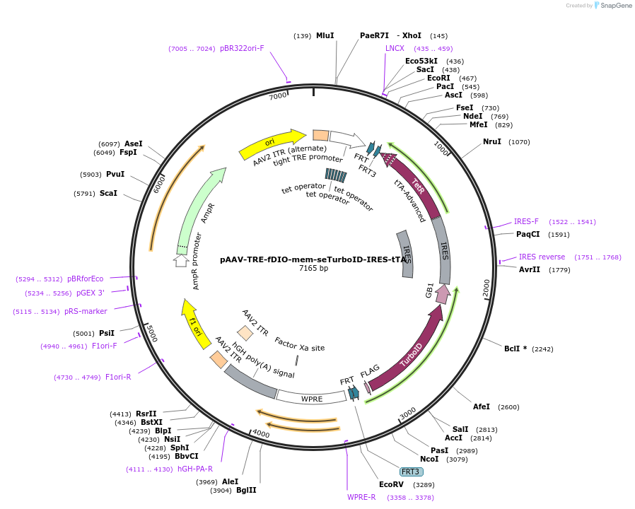237889-plasmid-map-sequence-id-483648