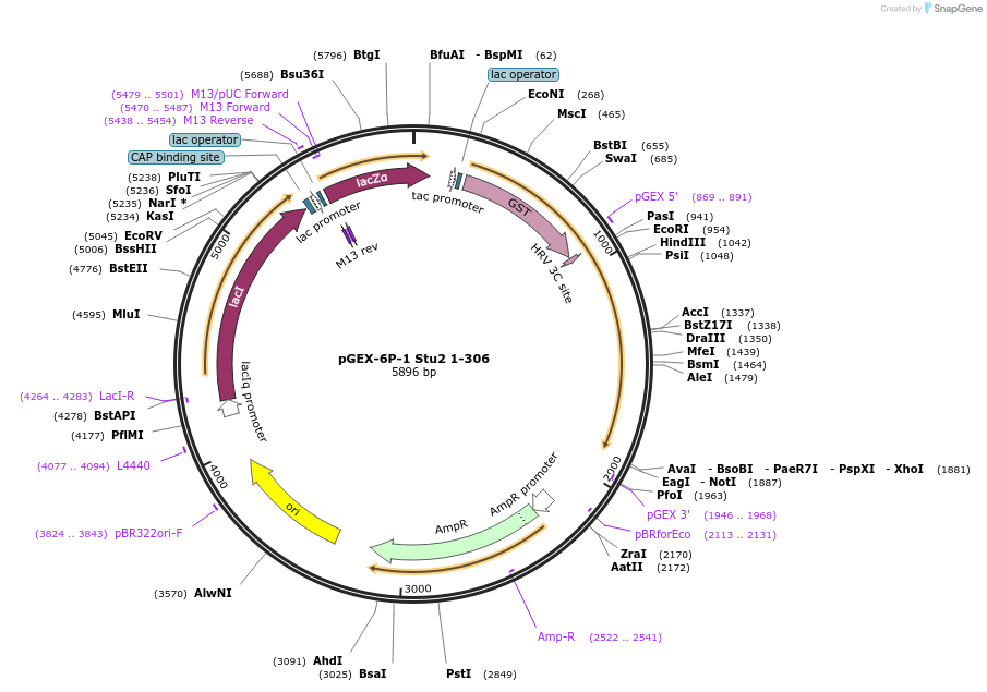 38315-plasmid-map-sequence-id-48365