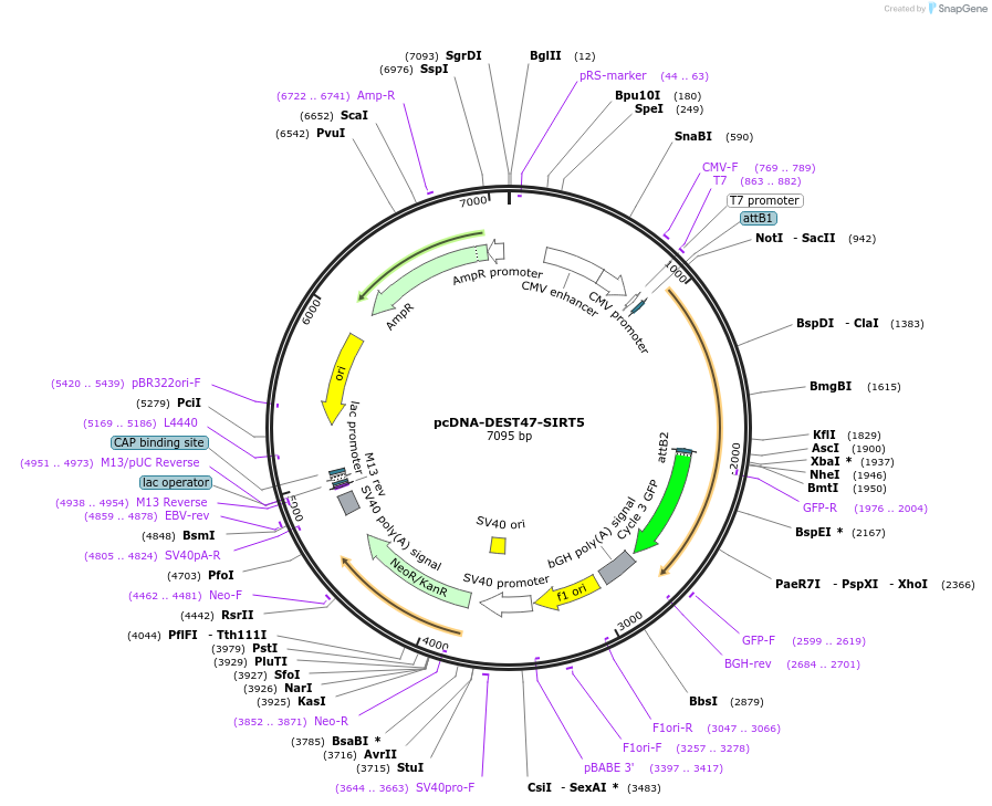 242135-plasmid-map-sequence-id-483732
