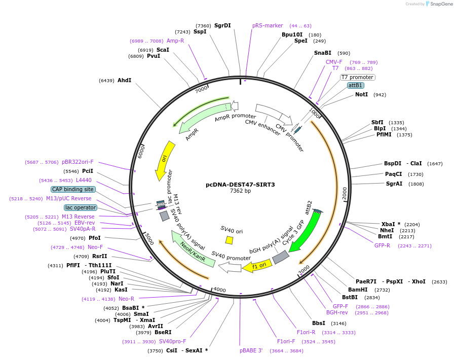 242133-plasmid-map-sequence-id-483734