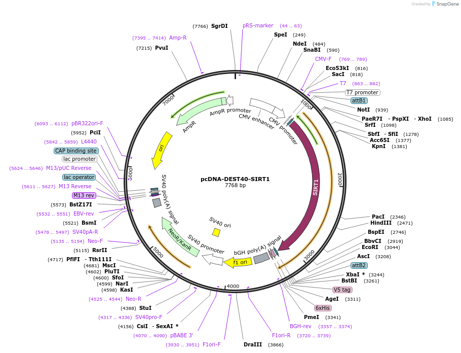 242124-plasmid-map-sequence-id-483736