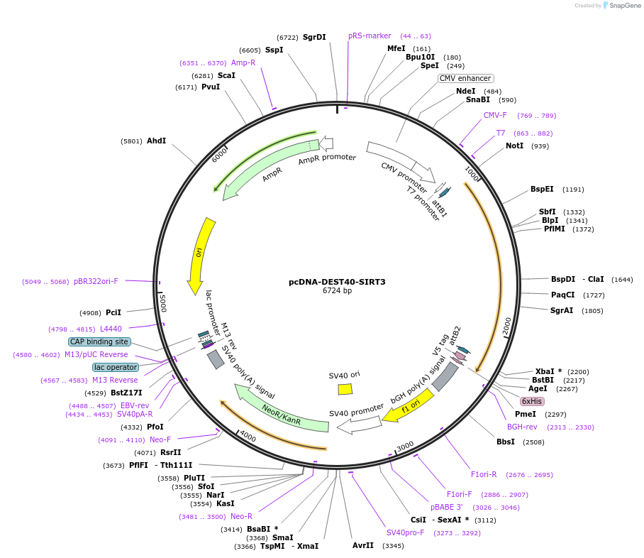 242126-plasmid-map-sequence-id-483738