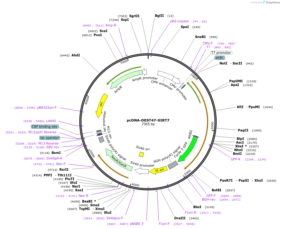 242137-plasmid-map-sequence-id-483743