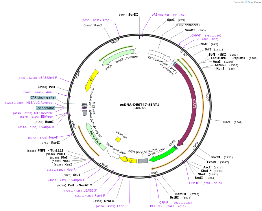 242131-plasmid-map-sequence-id-483744