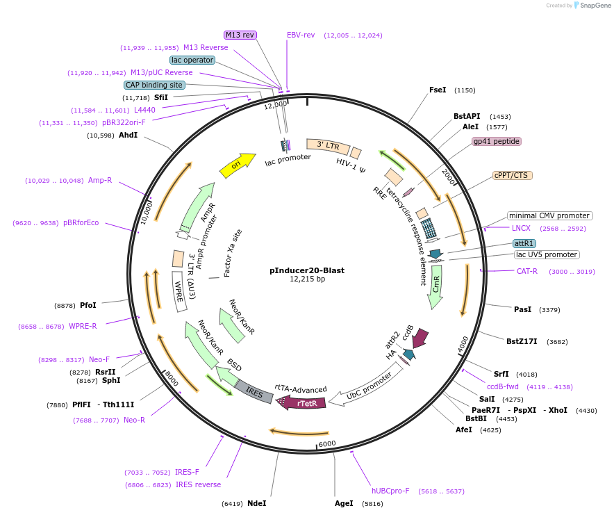 109334-plasmid-map-sequence-id-483751