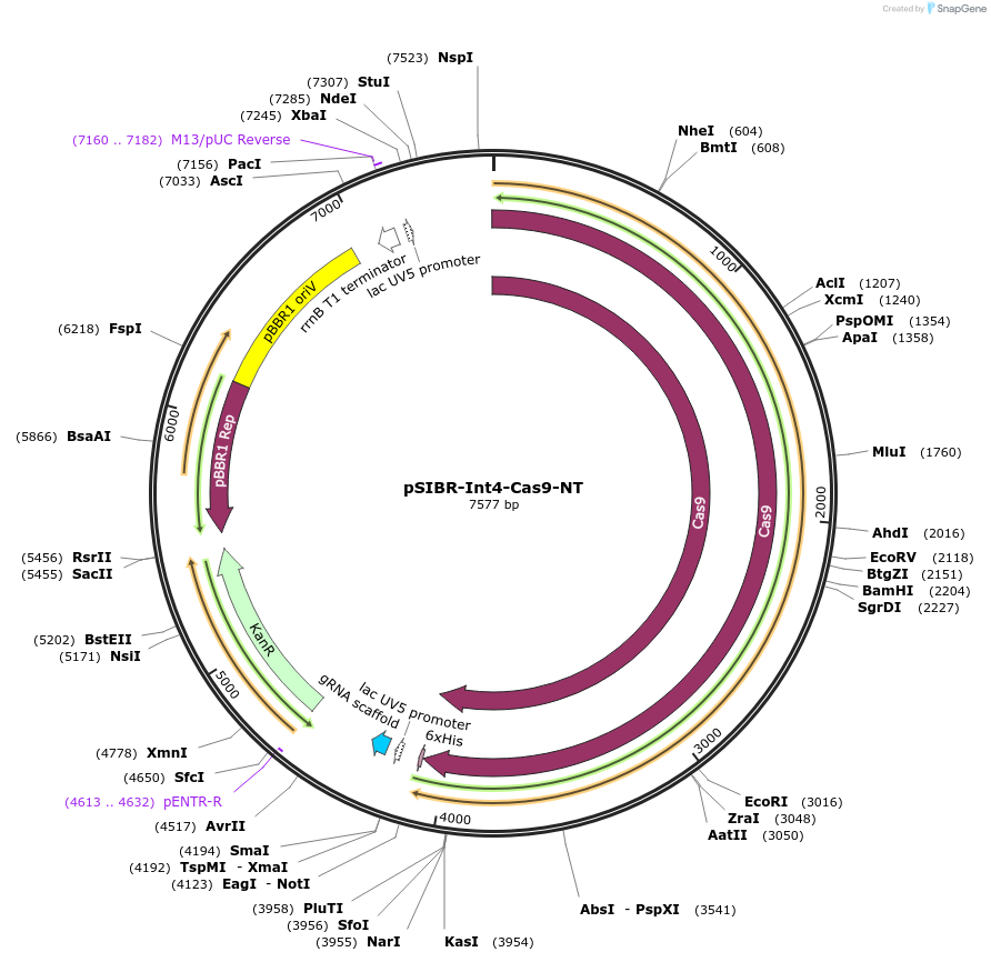 235166-plasmid-map-sequence-id-483779