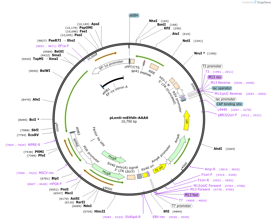 232317-plasmid-map-sequence-id-483792