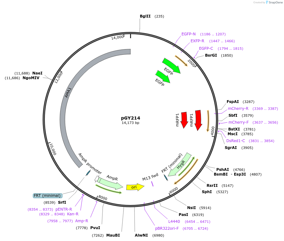 239805-plasmid-map-sequence-id-483799