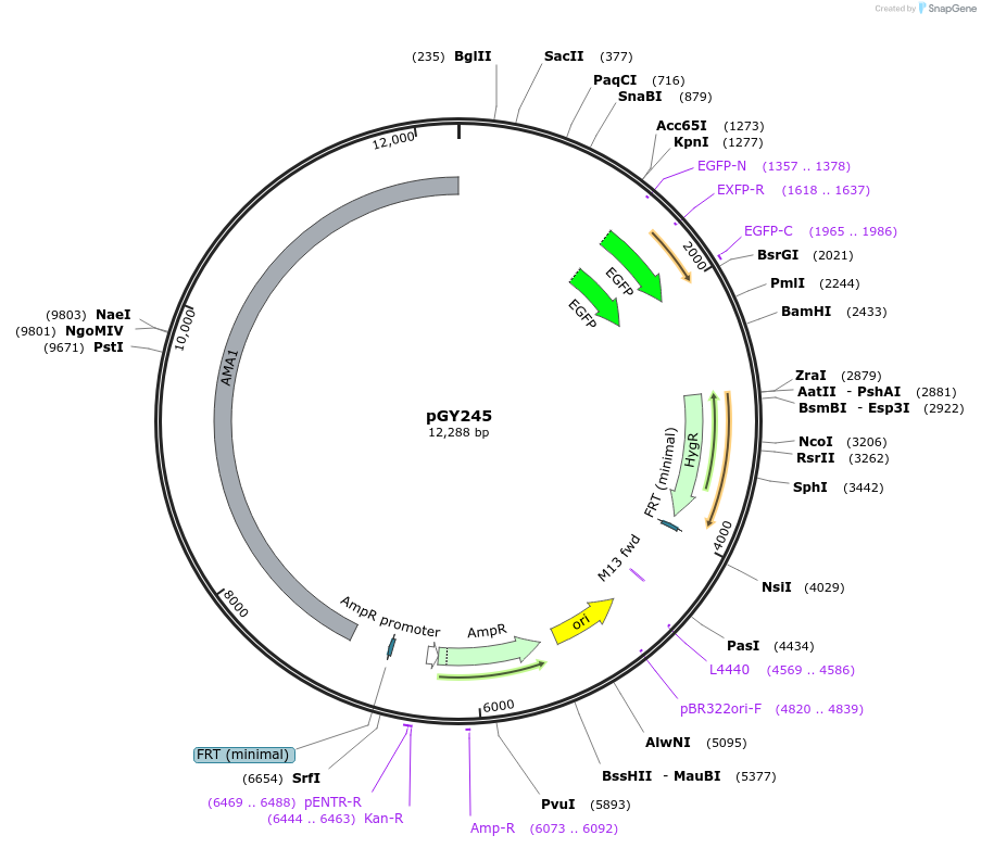 239812-plasmid-map-sequence-id-483810