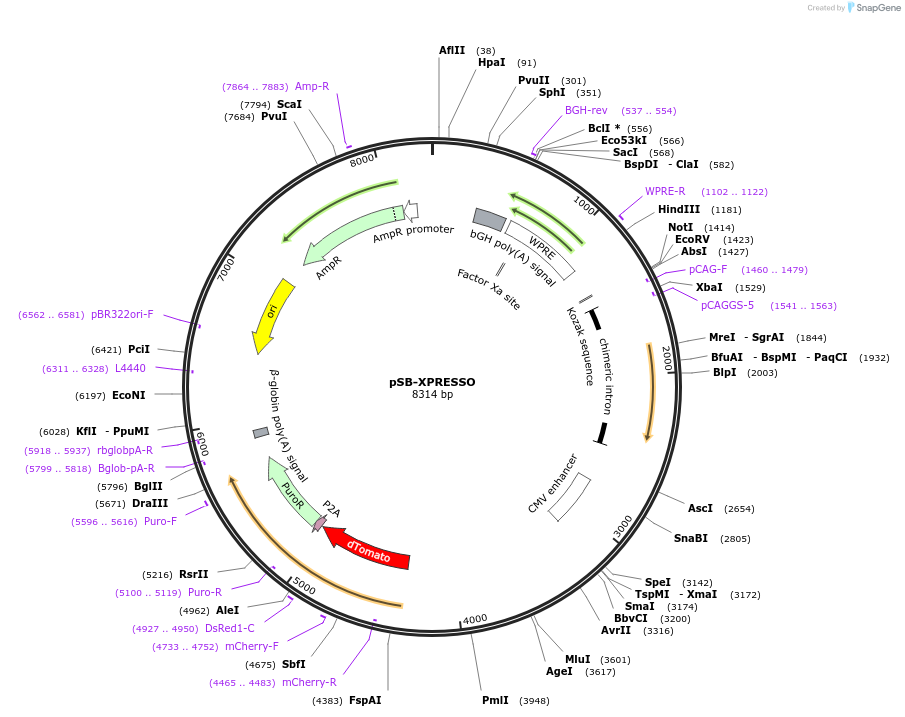 237295-plasmid-map-sequence-id-483811