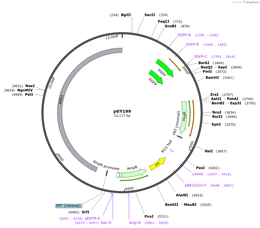 239801-plasmid-map-sequence-id-483813
