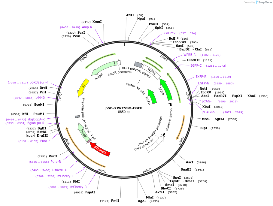 237296-plasmid-map-sequence-id-483814