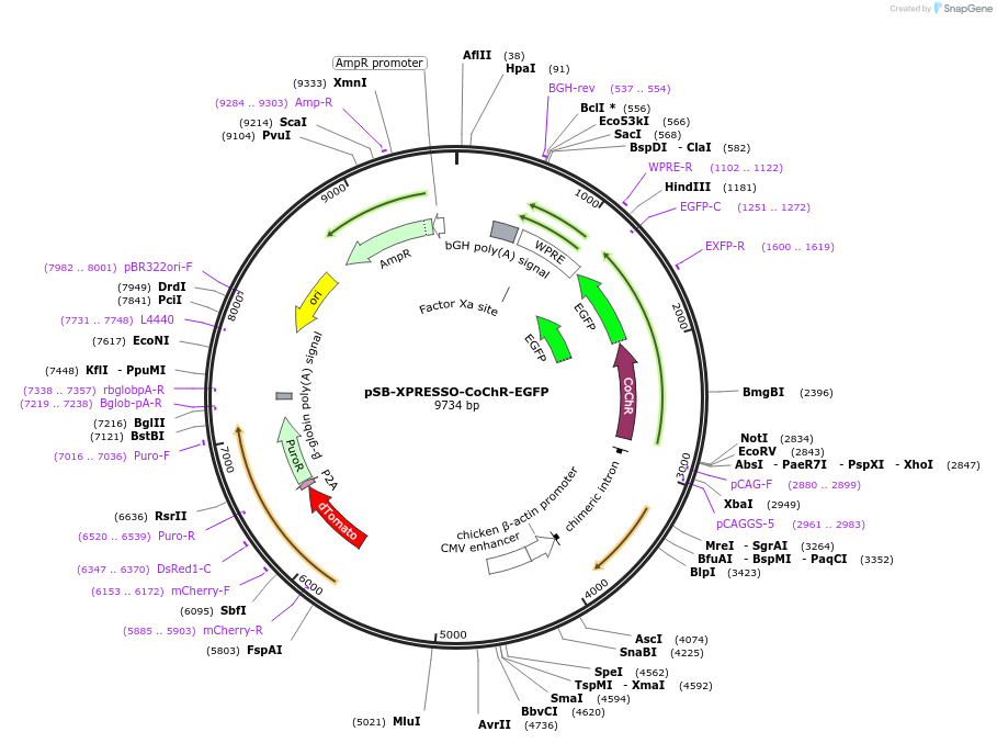 237297-plasmid-map-sequence-id-483815