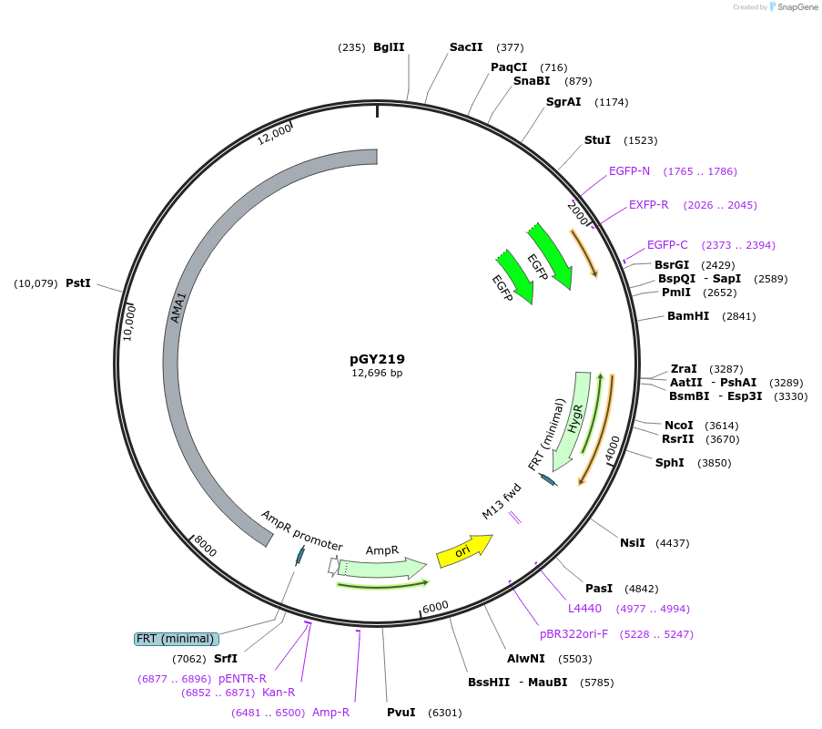 239806-plasmid-map-sequence-id-483818