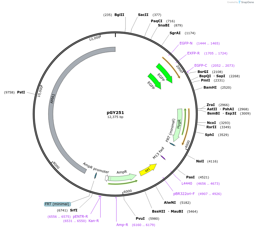 239813-plasmid-map-sequence-id-483820