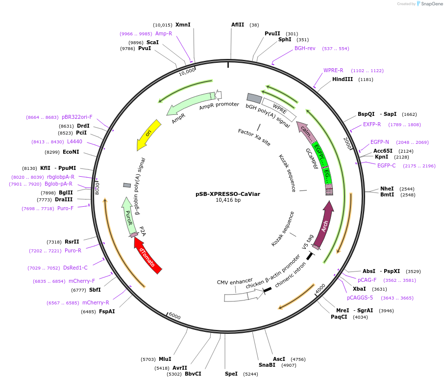 237299-plasmid-map-sequence-id-483821