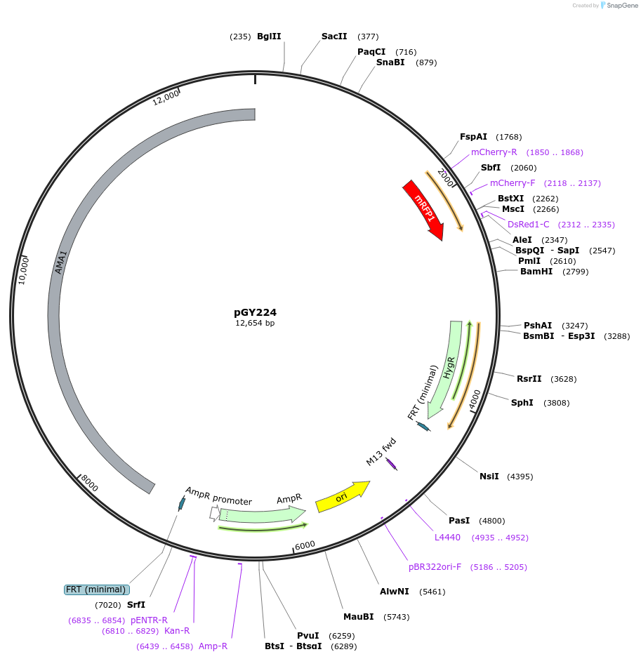 239808-plasmid-map-sequence-id-483823