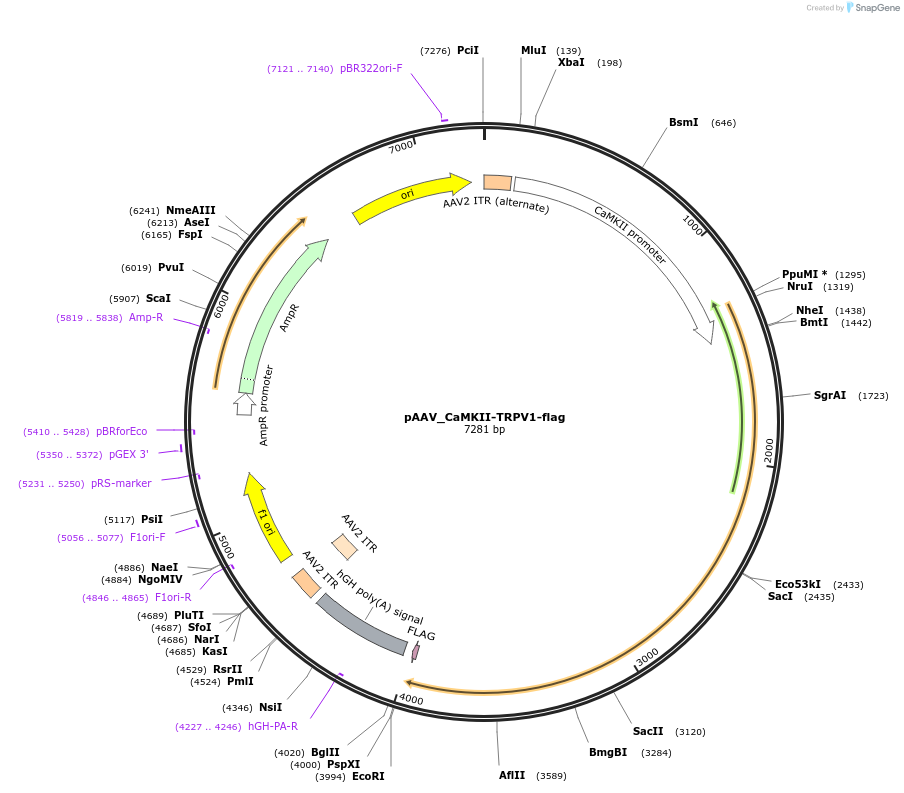 238924-plasmid-map-sequence-id-483840