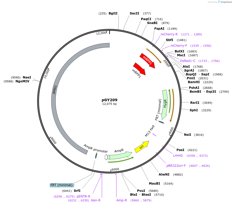 239804-plasmid-map-sequence-id-483841