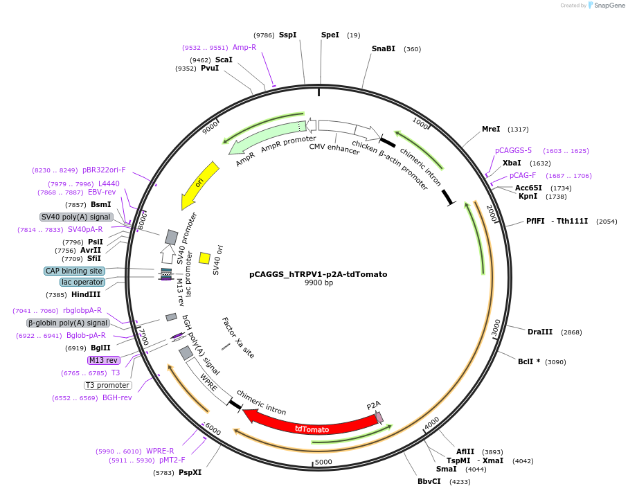238923-plasmid-map-sequence-id-483842