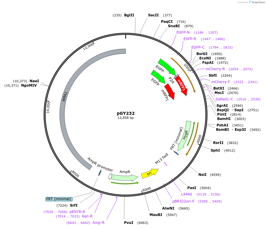 239810-plasmid-map-sequence-id-483843