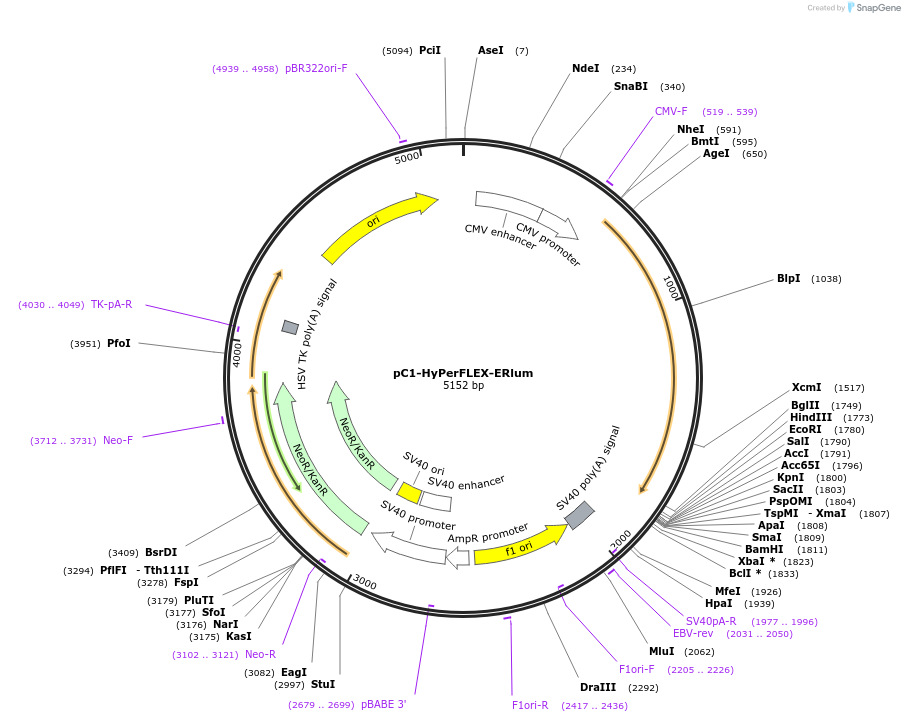 238941-plasmid-map-sequence-id-483845