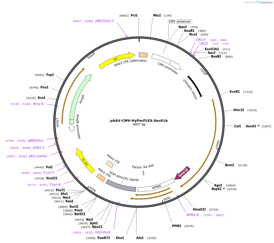 238940-plasmid-map-sequence-id-483846