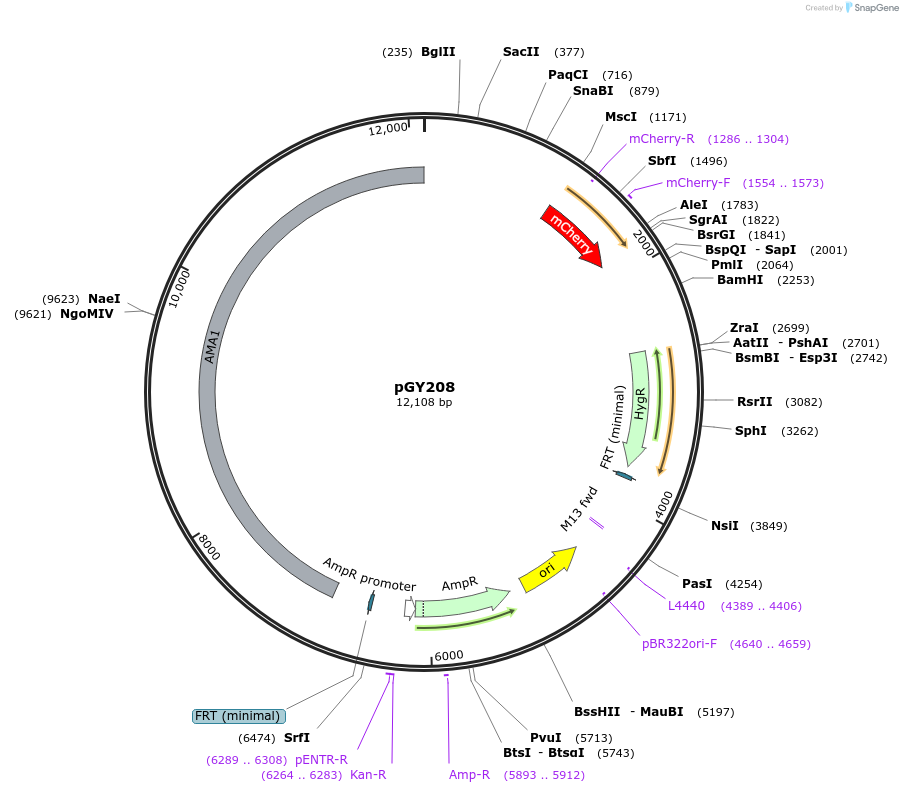 239803-plasmid-map-sequence-id-483847