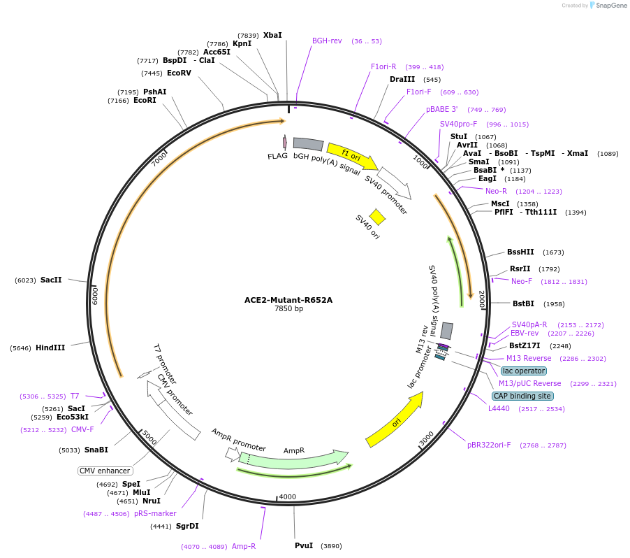 240605-plasmid-map-sequence-id-483848