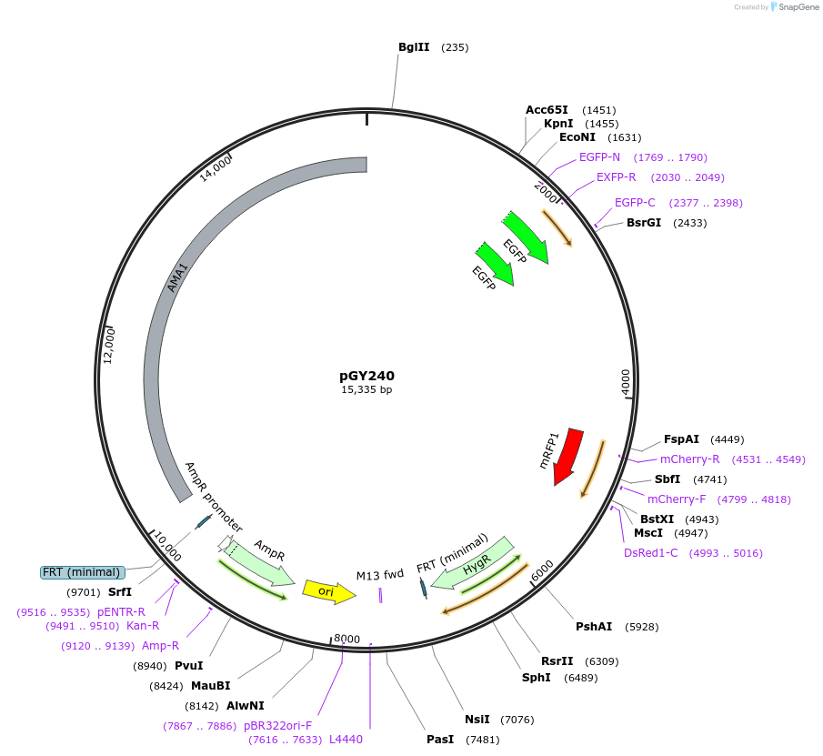 239811-plasmid-map-sequence-id-483852