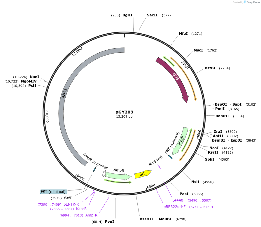 239802-plasmid-map-sequence-id-483853