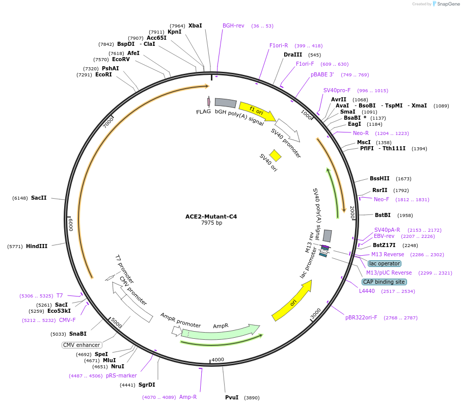 240608-plasmid-map-sequence-id-483854