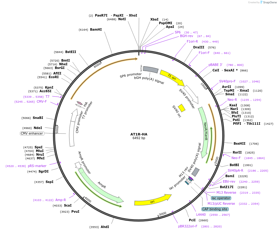 240614-plasmid-map-sequence-id-483856