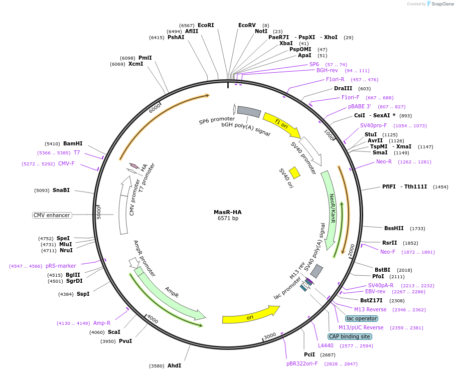 240613-plasmid-map-sequence-id-483857