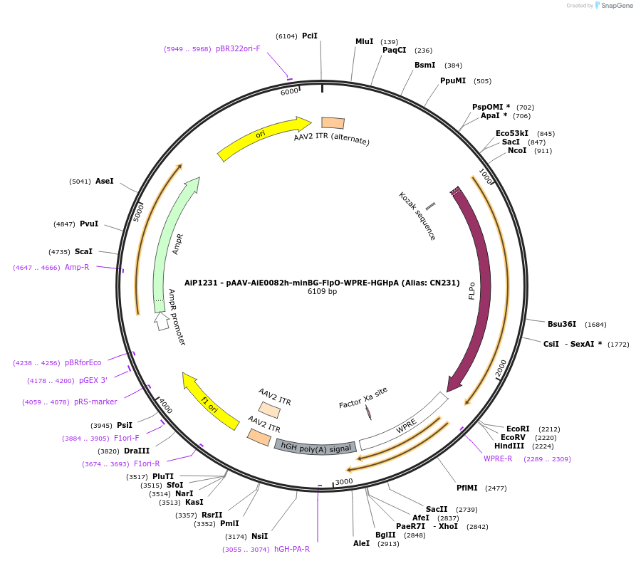 230200-plasmid-map-sequence-id-483861