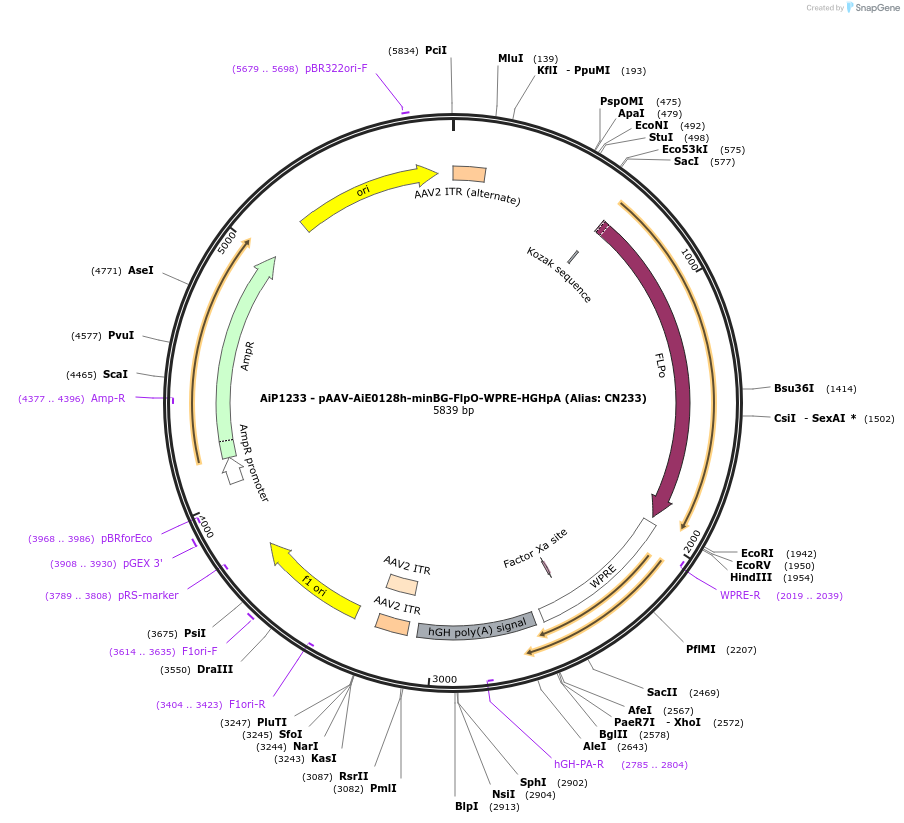 230204-plasmid-map-sequence-id-483862