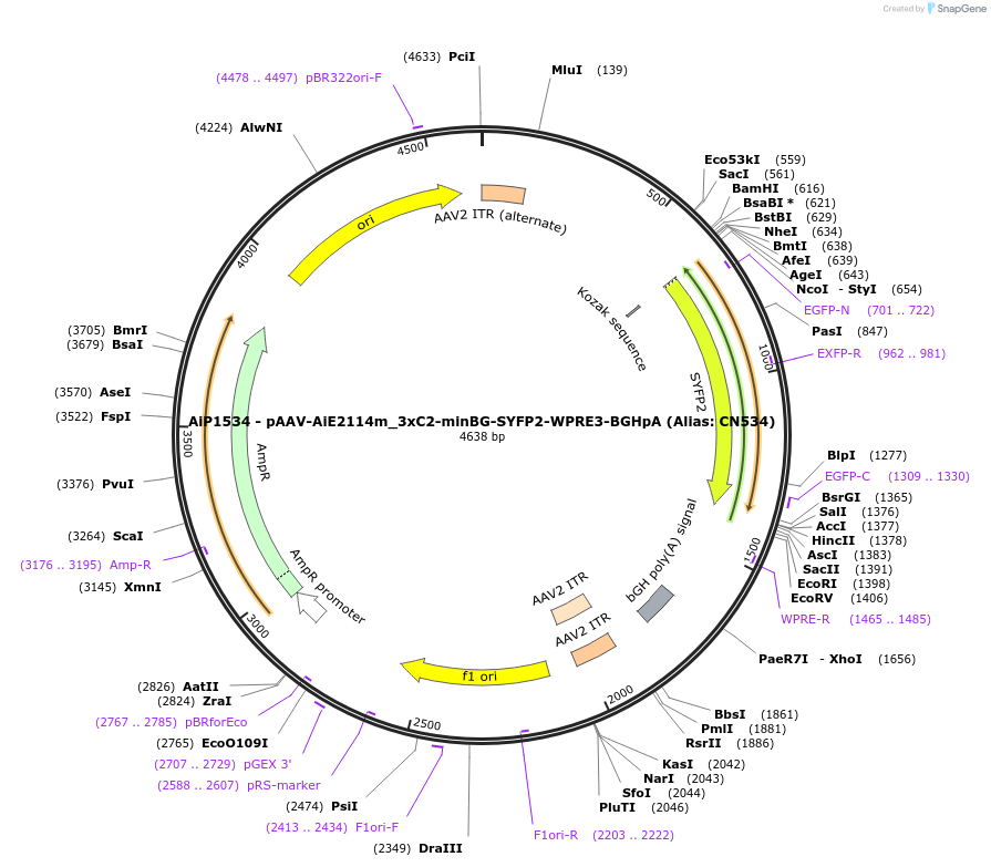 230409-plasmid-map-sequence-id-483863