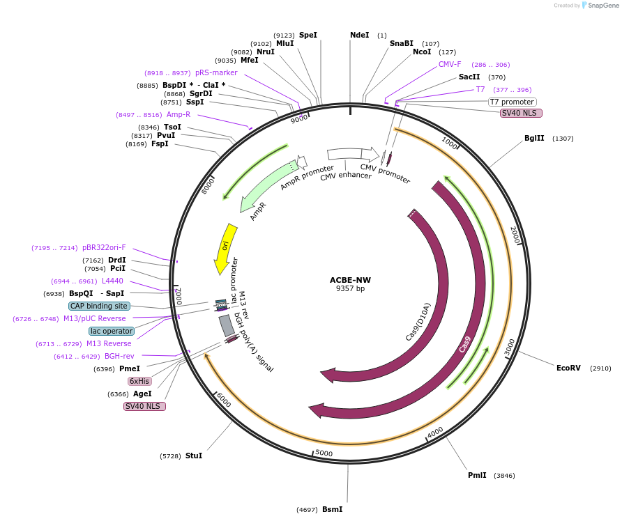 240624-plasmid-map-sequence-id-483868