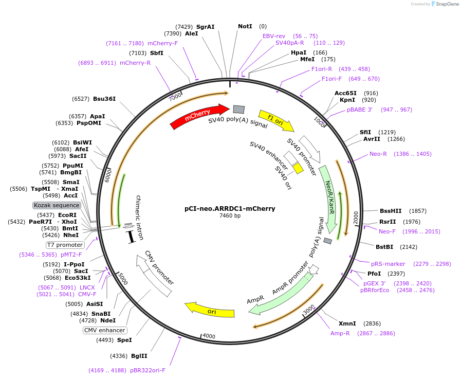 38319-plasmid-map-sequence-id-48388