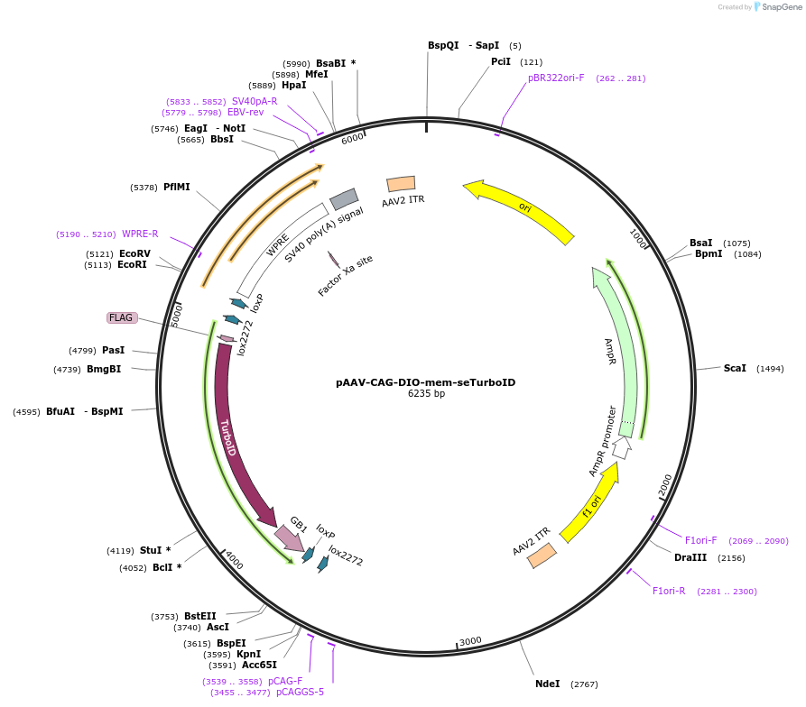 237887-plasmid-map-sequence-id-483884