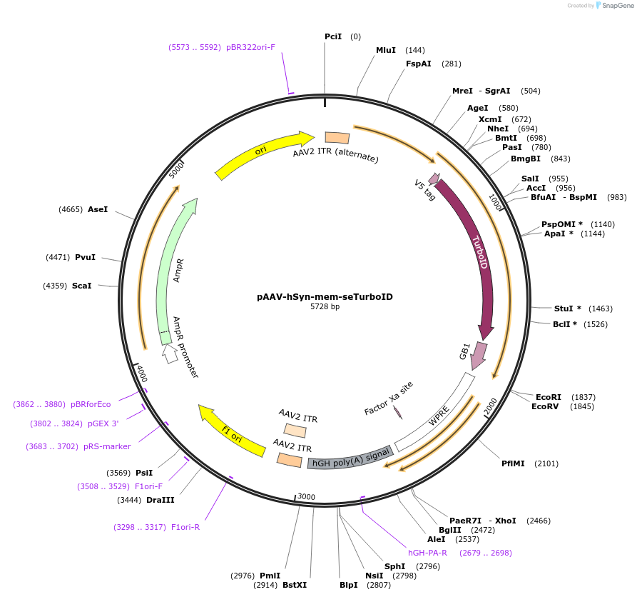 237888-plasmid-map-sequence-id-483885