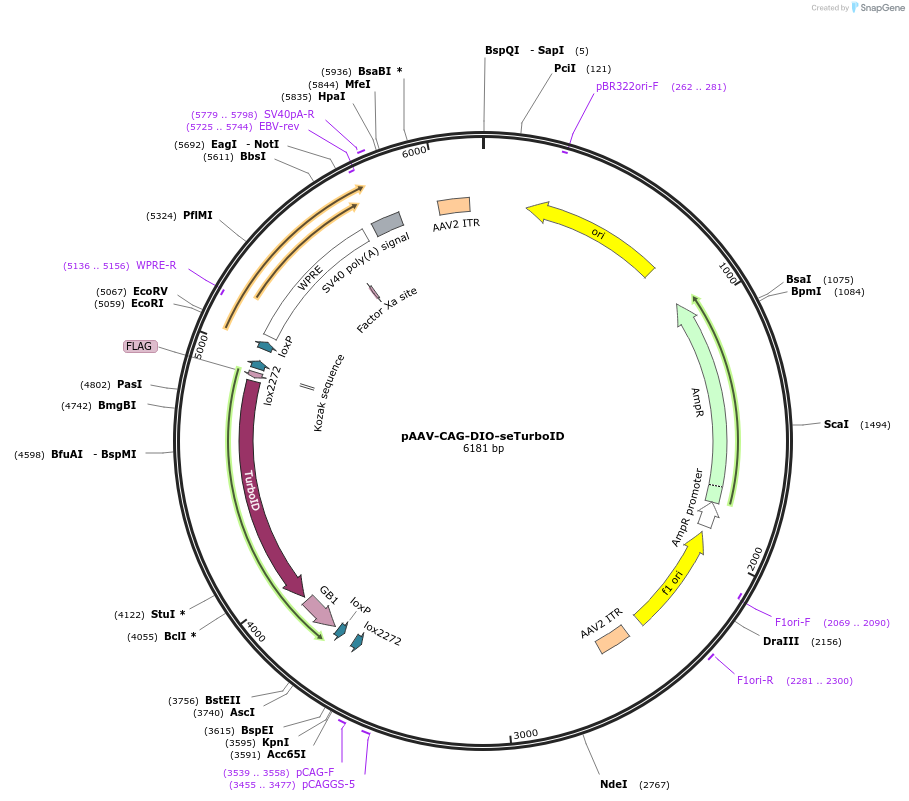 237886-plasmid-map-sequence-id-483886
