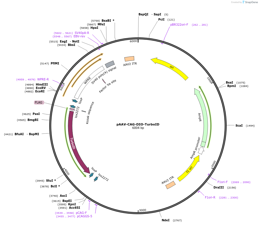 237885-plasmid-map-sequence-id-483888