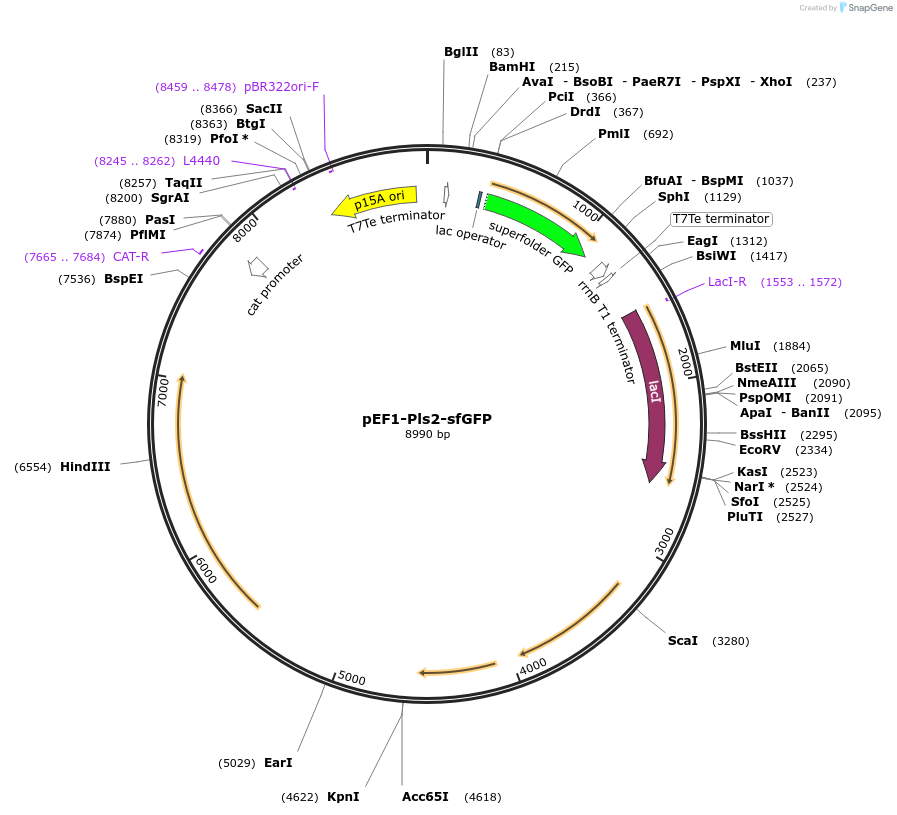 205749-plasmid-map-sequence-id-483890