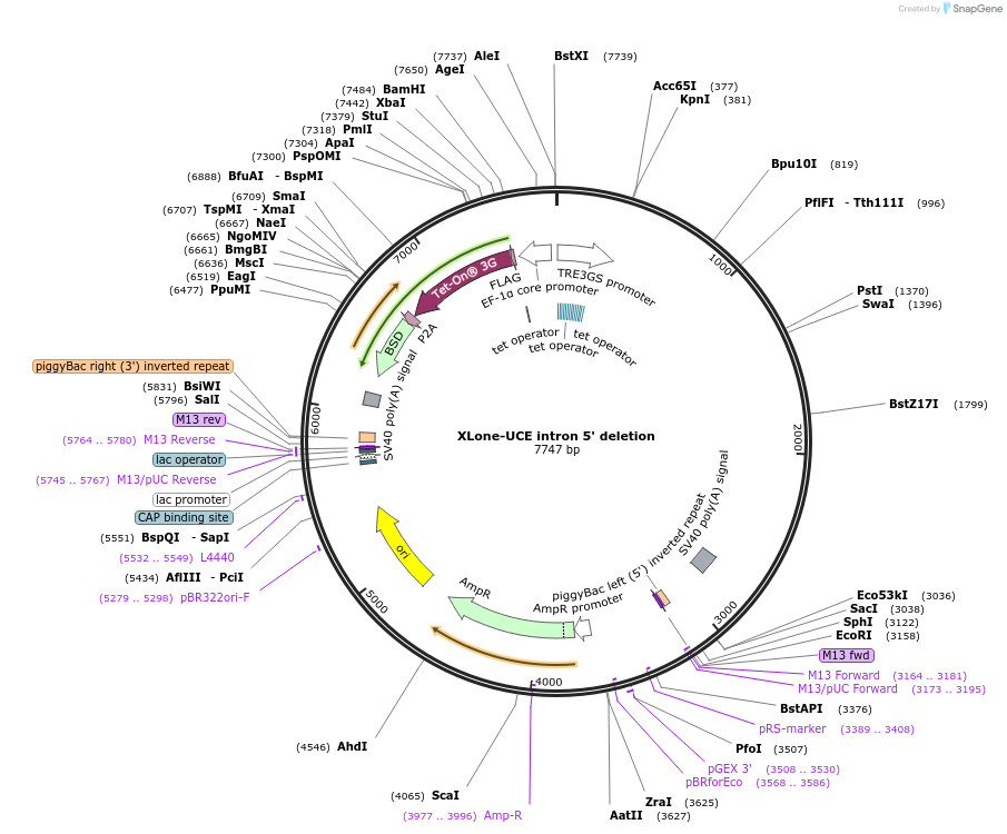 242181-plasmid-map-sequence-id-483895